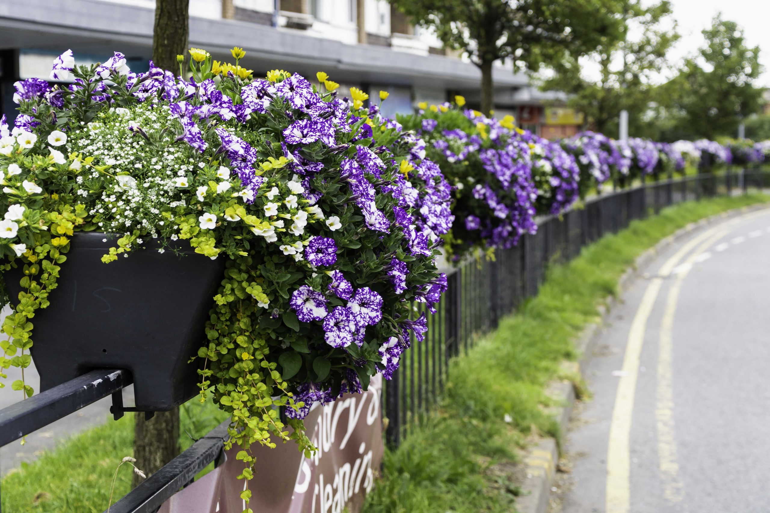 Maghull In Bloom